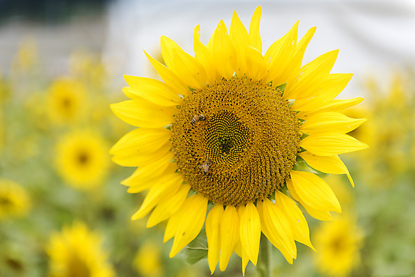 포토 JPG 주간 여유 여행 꽃밭 자연 해바라기 풍경 근접촬영 사람없음 야외 아웃포커스 가을풍경 가을 감성 논산 국내포토 자연요소 계절 꽃 감정 뷰포인트 컨셉 촬영기법 충청남도 생태계 파일형식 가을_계절
