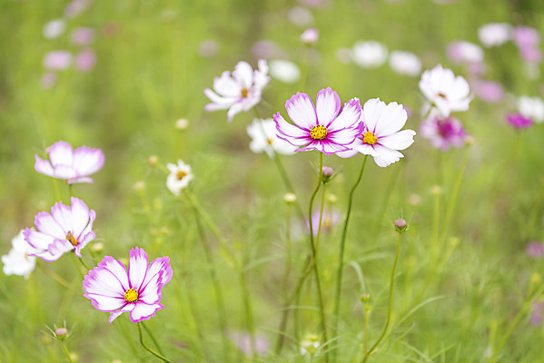 포토 JPG 주간 여유 여행 꽃밭 자연 풍경 근접촬영 사람없음 야외 아웃포커스 가을풍경 가을 코스모스 감성 논산 국내포토 자연요소 계절 꽃 감정 뷰포인트 컨셉 촬영기법 충청남도 생태계 파일형식 가을_계절