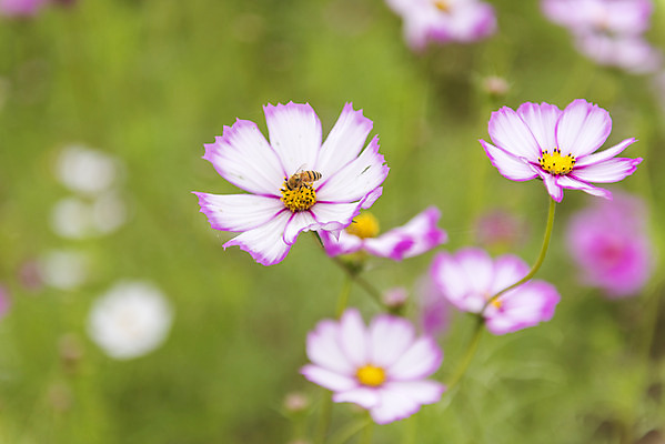 포토 JPG 주간 여유 여행 꽃밭 자연 풍경 사람없음 야외 가을풍경 가을 코스모스 감성 논산 국내포토 자연요소 계절 꽃 감정 컨셉 충청남도 생태계 파일형식 가을_계절