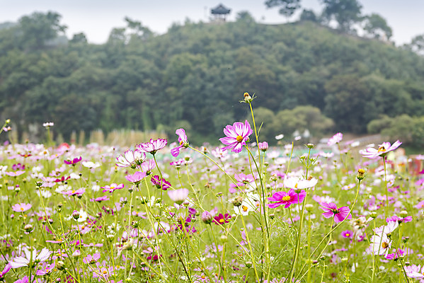 포토 JPG 주간 여유 여행 꽃밭 자연 풍경 사람없음 야외 가을풍경 가을 코스모스 감성 논산 국내포토 자연요소 계절 꽃 감정 컨셉 충청남도 생태계 파일형식 가을_계절