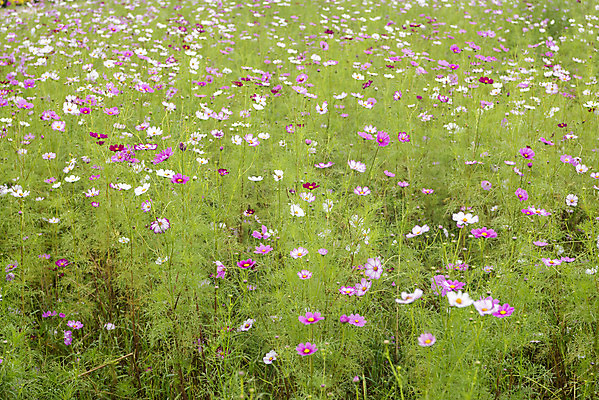 포토 JPG 주간 여유 여행 꽃밭 자연 풍경 사람없음 야외 가을풍경 가을 코스모스 감성 논산 국내포토 자연요소 계절 꽃 감정 컨셉 충청남도 생태계 파일형식 가을_계절