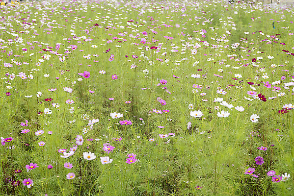 포토 JPG 주간 여유 여행 꽃밭 자연 풍경 사람없음 야외 가을풍경 가을 코스모스 감성 논산 국내포토 자연요소 계절 꽃 감정 컨셉 충청남도 생태계 파일형식 가을_계절