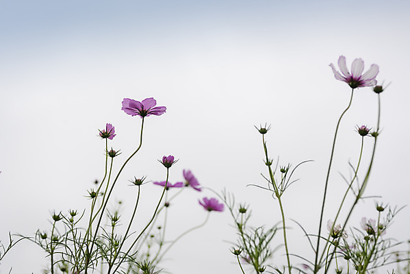 포토 JPG 주간 여유 여행 꽃밭 자연 하늘 풍경 사람없음 야외 가을풍경 가을 코스모스 감성 논산 국내포토 자연요소 계절 꽃 감정 컨셉 충청남도 생태계 파일형식 가을_계절