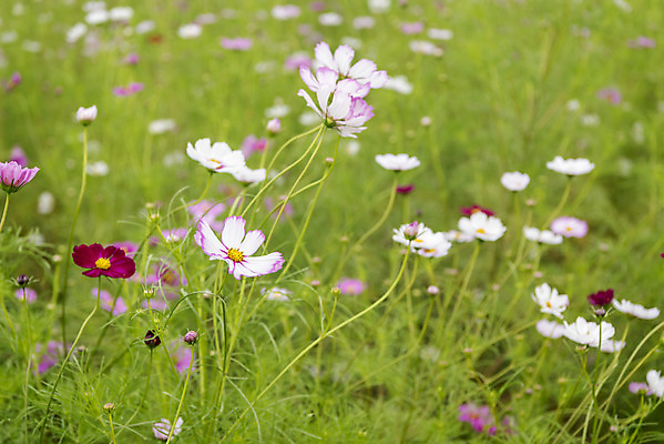 포토 JPG 주간 여유 여행 꽃밭 자연 풍경 사람없음 야외 가을풍경 가을 코스모스 감성 논산 국내포토 자연요소 계절 꽃 감정 컨셉 충청남도 생태계 파일형식 가을_계절