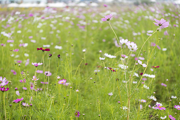 포토 JPG 주간 여유 여행 꽃밭 자연 풍경 사람없음 야외 가을풍경 가을 코스모스 감성 논산 국내포토 자연요소 계절 꽃 감정 컨셉 충청남도 생태계 파일형식 가을_계절