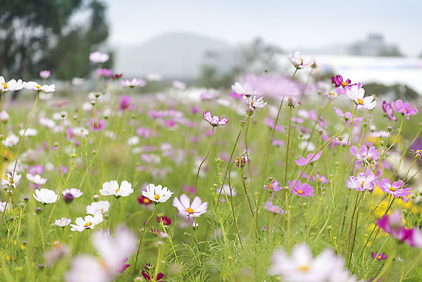 포토 JPG 주간 여유 여행 꽃밭 자연 풍경 사람없음 야외 아웃포커스 가을풍경 가을 코스모스 감성 논산 국내포토 자연요소 계절 꽃 감정 컨셉 촬영기법 충청남도 생태계 파일형식 가을_계절