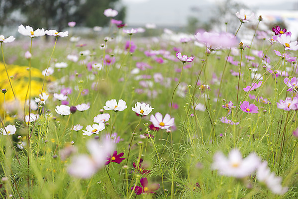 포토 JPG 주간 여유 여행 꽃밭 자연 풍경 사람없음 야외 아웃포커스 가을풍경 가을 코스모스 감성 논산 국내포토 자연요소 계절 꽃 감정 컨셉 촬영기법 충청남도 생태계 파일형식 가을_계절