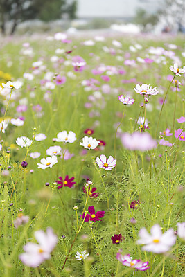 포토 JPG 주간 여유 여행 꽃밭 자연 풍경 사람없음 야외 아웃포커스 가을풍경 가을 코스모스 감성 논산 국내포토 자연요소 계절 꽃 감정 컨셉 촬영기법 충청남도 생태계 파일형식 가을_계절
