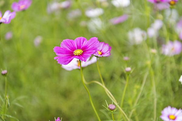 포토 JPG 주간 여유 여행 꽃밭 자연 풍경 사람없음 야외 아웃포커스 가을풍경 가을 코스모스 감성 논산 국내포토 자연요소 계절 꽃 감정 컨셉 촬영기법 충청남도 생태계 파일형식 가을_계절