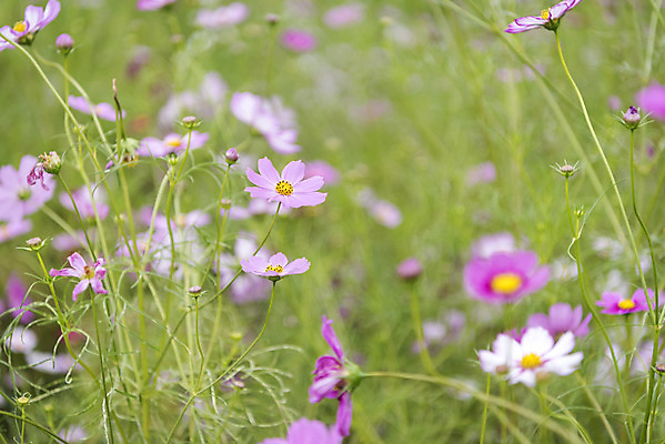 포토 JPG 주간 여유 여행 꽃밭 자연 풍경 사람없음 야외 가을풍경 가을 코스모스 감성 논산 국내포토 자연요소 계절 꽃 감정 컨셉 충청남도 생태계 파일형식 가을_계절