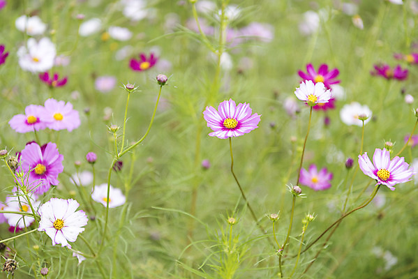 포토 JPG 주간 여유 여행 꽃밭 자연 풍경 사람없음 야외 아웃포커스 가을풍경 가을 코스모스 감성 논산 국내포토 자연요소 계절 꽃 감정 컨셉 촬영기법 충청남도 생태계 파일형식 가을_계절