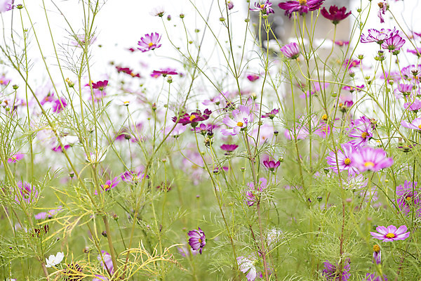 포토 JPG 주간 여유 여행 꽃밭 자연 풍경 사람없음 야외 가을풍경 가을 코스모스 감성 논산 국내포토 자연요소 계절 꽃 감정 컨셉 충청남도 생태계 파일형식 가을_계절