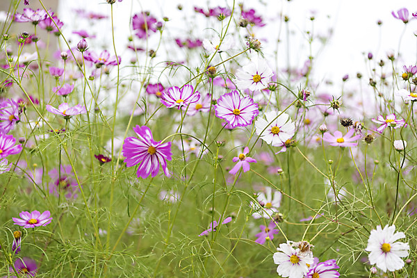 포토 JPG 주간 여유 여행 꽃밭 자연 풍경 사람없음 야외 가을풍경 가을 코스모스 감성 논산 국내포토 자연요소 계절 꽃 감정 컨셉 충청남도 생태계 파일형식 가을_계절