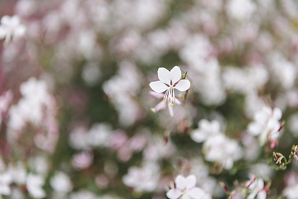 포토 JPG 주간 여유 여행 꽃밭 자연 풍경 근접촬영 사람없음 야외 아웃포커스 가을풍경 가을 감성 논산 분홍바늘꽃 국내포토 자연요소 계절 꽃 감정 뷰포인트 컨셉 촬영기법 충청남도 생태계 파일형식 가을_계절