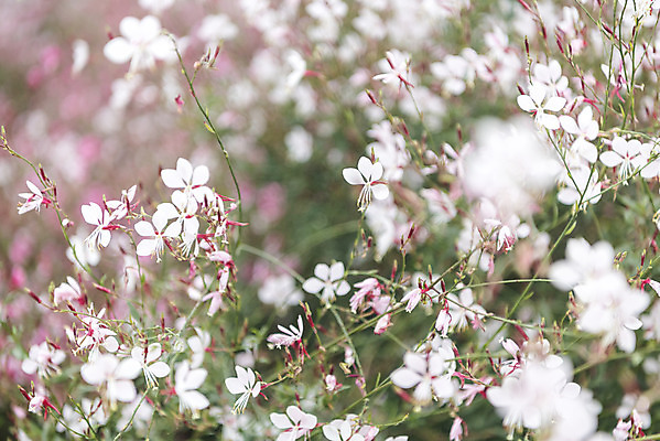포토 JPG 주간 여유 여행 꽃밭 자연 풍경 사람없음 야외 아웃포커스 가을풍경 가을 감성 논산 분홍바늘꽃 국내포토 자연요소 계절 꽃 감정 컨셉 촬영기법 충청남도 생태계 파일형식 가을_계절