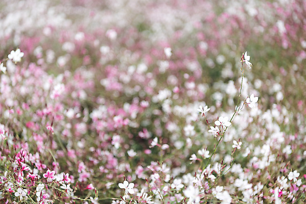 포토 JPG 주간 여유 여행 꽃밭 자연 풍경 사람없음 야외 가을풍경 가을 감성 논산 분홍바늘꽃 국내포토 자연요소 계절 꽃 감정 컨셉 충청남도 생태계 파일형식 가을_계절