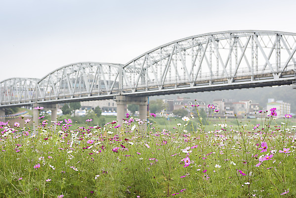 포토 JPG 주간 여유 여행 꽃밭 자연 풍경 사람없음 야외 가을풍경 가을 코스모스 감성 논산 국내포토 자연요소 계절 꽃 감정 컨셉 충청남도 생태계 파일형식 가을_계절
