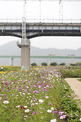 포토 JPG 주간 여유 여행 꽃밭 자연 풍경 사람없음 야외 가을풍경 가을 코스모스 감성 논산 국내포토 자연요소 계절 꽃 감정 컨셉 충청남도 생태계 파일형식 가을_계절