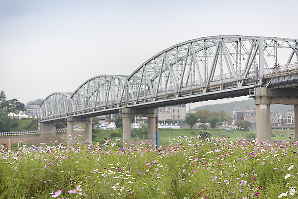포토 JPG 주간 여유 여행 꽃밭 자연 풍경 사람없음 야외 가을풍경 가을 코스모스 감성 논산 국내포토 자연요소 계절 꽃 감정 컨셉 충청남도 생태계 파일형식 가을_계절