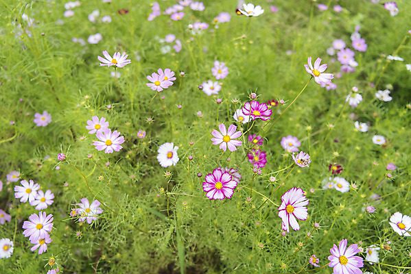 포토 JPG 주간 여유 여행 꽃밭 자연 풍경 사람없음 야외 가을풍경 가을 코스모스 감성 논산 국내포토 자연요소 계절 꽃 감정 컨셉 충청남도 생태계 파일형식 가을_계절