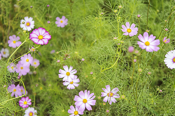 포토 JPG 주간 여유 여행 꽃밭 자연 풍경 사람없음 야외 가을풍경 가을 코스모스 감성 논산 국내포토 자연요소 계절 꽃 감정 컨셉 충청남도 생태계 파일형식 가을_계절