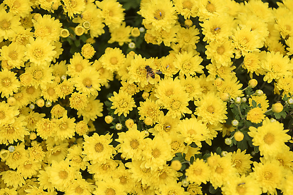 포토 JPG 주간 여유 여행 꽃밭 자연 국화 풍경 사람없음 야외 가을풍경 가을 꿀벌 감성 논산 국내포토 자연요소 계절 꽃 감정 컨셉 벌_곤충 충청남도 생태계 파일형식 가을_계절