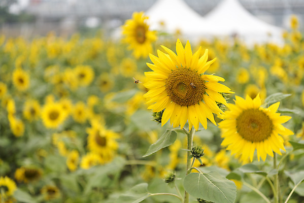 포토 JPG 주간 여유 여행 꽃밭 자연 해바라기 풍경 사람없음 야외 가을풍경 가을 감성 논산 국내포토 자연요소 계절 꽃 감정 컨셉 충청남도 생태계 파일형식 가을_계절