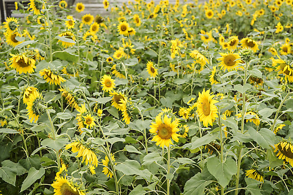 포토 JPG 주간 여유 여행 꽃밭 자연 해바라기 풍경 사람없음 야외 가을풍경 가을 감성 논산 국내포토 자연요소 계절 꽃 감정 컨셉 충청남도 생태계 파일형식 가을_계절