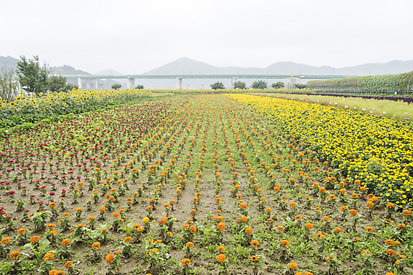 포토 JPG 주간 꽃 여유 여행 꽃밭 자연 풍경 사람없음 야외 가을풍경 가을 감성 논산 국내포토 자연요소 식물 계절 감정 컨셉 충청남도 생태계 파일형식 가을_계절
