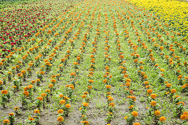 포토 JPG 주간 꽃 여유 여행 꽃밭 자연 풍경 사람없음 야외 가을풍경 가을 감성 논산 국내포토 자연요소 식물 계절 감정 컨셉 충청남도 생태계 파일형식 가을_계절