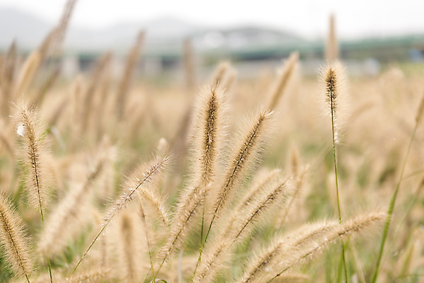 포토 JPG 주간 여유 여행 꽃밭 자연 풍경 사람없음 야외 가을풍경 가을 감성 강아지풀 논산 국내포토 자연요소 식물 계절 꽃 감정 컨셉 충청남도 생태계 한해살이풀 파일형식 가을_계절