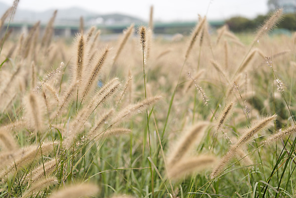 포토 JPG 주간 여유 여행 꽃밭 자연 풍경 사람없음 야외 가을풍경 가을 감성 강아지풀 논산 국내포토 자연요소 식물 계절 꽃 감정 컨셉 충청남도 생태계 한해살이풀 파일형식 가을_계절