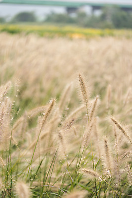 포토 JPG 주간 여유 여행 꽃밭 자연 풍경 사람없음 야외 가을풍경 가을 감성 강아지풀 논산 국내포토 자연요소 식물 계절 꽃 감정 컨셉 충청남도 생태계 한해살이풀 파일형식 가을_계절