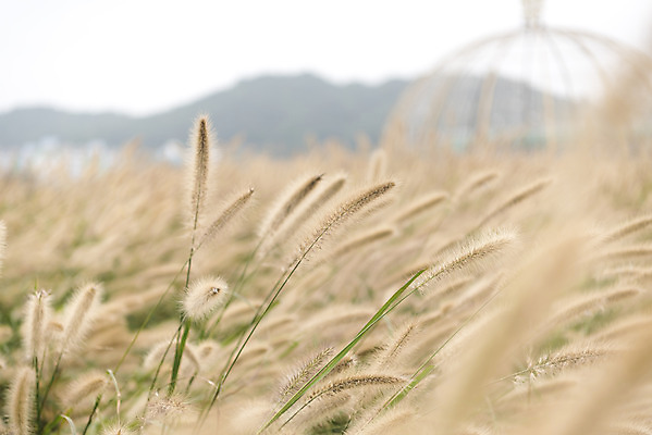 포토 JPG 주간 여유 여행 꽃밭 자연 풍경 사람없음 야외 가을풍경 가을 감성 강아지풀 논산 국내포토 자연요소 식물 계절 꽃 감정 컨셉 충청남도 생태계 한해살이풀 파일형식 가을_계절