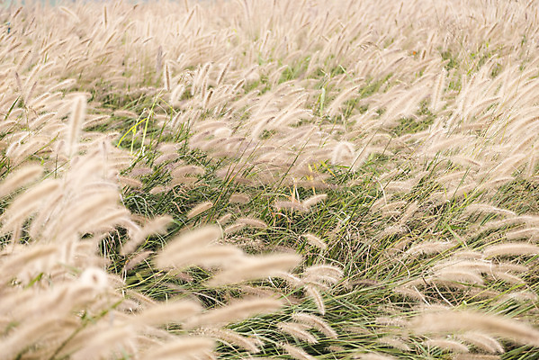 포토 JPG 주간 여유 여행 꽃밭 자연 풍경 사람없음 야외 가을풍경 가을 감성 강아지풀 논산 국내포토 자연요소 식물 계절 꽃 감정 컨셉 충청남도 생태계 한해살이풀 파일형식 가을_계절