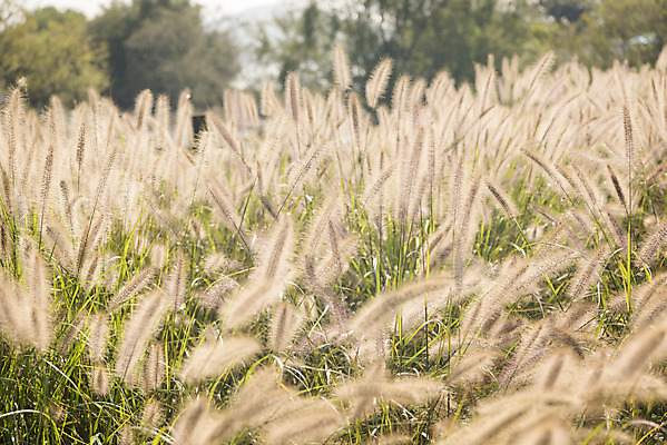 포토 JPG 주간 여유 여행 꽃밭 자연 풍경 사람없음 야외 가을풍경 가을 감성 강아지풀 논산 국내포토 자연요소 식물 계절 꽃 감정 컨셉 충청남도 생태계 한해살이풀 파일형식 가을_계절