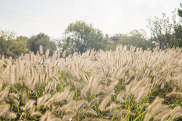 포토 JPG 주간 여유 여행 꽃밭 자연 풍경 사람없음 야외 가을풍경 가을 감성 강아지풀 논산 국내포토 자연요소 식물 계절 꽃 감정 컨셉 충청남도 생태계 한해살이풀 파일형식 가을_계절