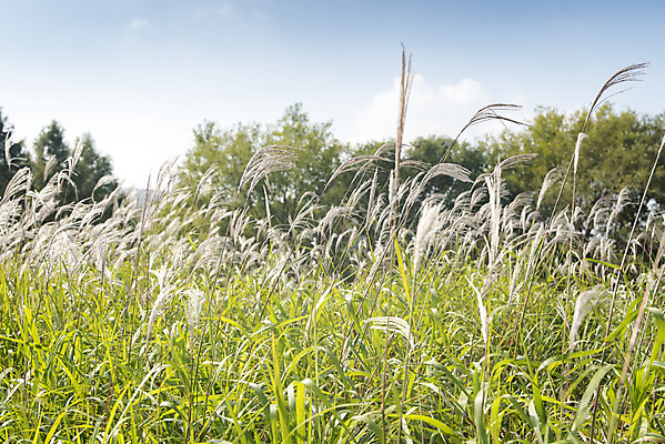 포토 JPG 주간 여유 여행 꽃밭 자연 풍경 사람없음 야외 가을풍경 가을 억새 감성 논산 국내포토 자연요소 식물 계절 꽃 감정 컨셉 충청남도 생태계 파일형식 가을_계절