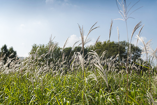 포토 JPG 주간 여유 여행 꽃밭 자연 풍경 사람없음 야외 가을풍경 가을 억새 감성 논산 국내포토 자연요소 식물 계절 꽃 감정 컨셉 충청남도 생태계 파일형식 가을_계절
