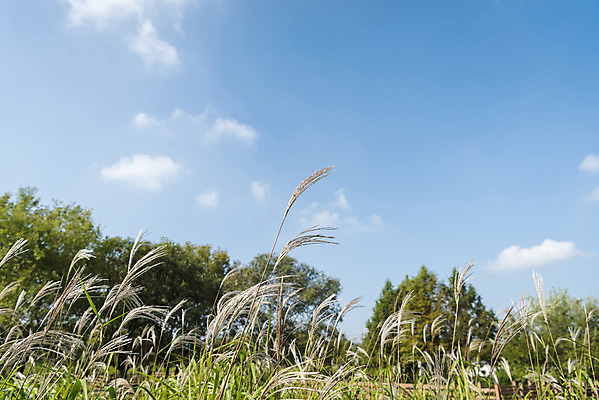 포토 JPG 주간 여유 여행 꽃밭 자연 풍경 사람없음 야외 가을풍경 가을 억새 감성 논산 국내포토 자연요소 식물 계절 꽃 감정 컨셉 충청남도 생태계 파일형식 가을_계절