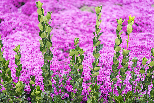 포토 JPG 주간 식물 여유 여행 꽃밭 자연 국화 풍경 사람없음 야외 가을풍경 가을 감성 논산 국내포토 자연요소 계절 꽃 감정 컨셉 충청남도 생태계 파일형식 가을_계절