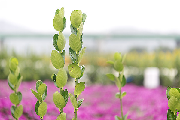 포토 JPG 주간 식물 여유 여행 꽃밭 자연 국화 풍경 근접촬영 사람없음 야외 가을풍경 가을 감성 논산 국내포토 자연요소 계절 꽃 감정 뷰포인트 컨셉 충청남도 생태계 파일형식 가을_계절
