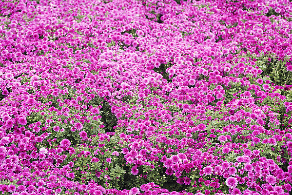 포토 JPG 주간 식물 여유 여행 꽃밭 자연 국화 풍경 사람없음 야외 가을풍경 가을 감성 논산 국내포토 자연요소 계절 꽃 감정 컨셉 충청남도 생태계 파일형식 가을_계절