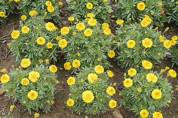 포토 JPG 주간 식물 여유 여행 꽃밭 자연 국화 풍경 사람없음 야외 가을풍경 가을 감성 논산 국내포토 자연요소 계절 꽃 감정 컨셉 충청남도 생태계 파일형식 가을_계절