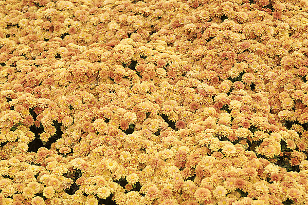 포토 JPG 주간 식물 여유 여행 꽃밭 자연 국화 풍경 사람없음 야외 가을풍경 가을 감성 논산 국내포토 자연요소 계절 꽃 감정 컨셉 충청남도 생태계 파일형식 가을_계절