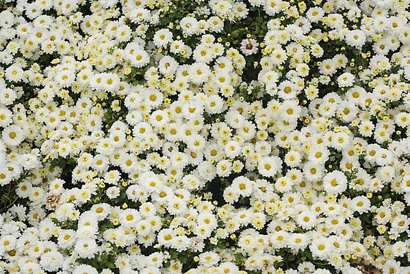 포토 JPG 주간 식물 여유 여행 꽃밭 자연 국화 풍경 사람없음 야외 가을풍경 가을 감성 논산 국내포토 자연요소 계절 꽃 감정 컨셉 충청남도 생태계 파일형식 가을_계절