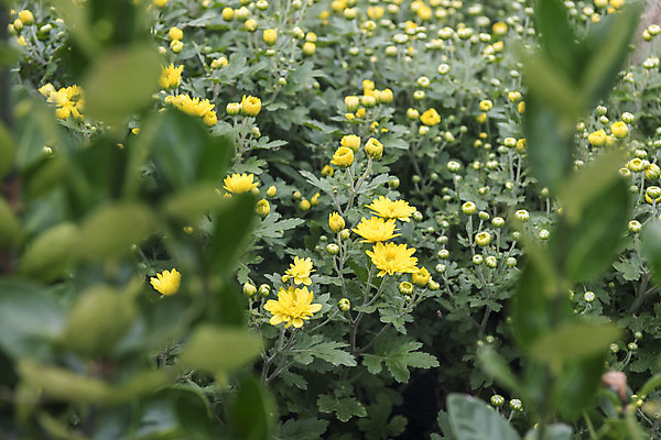 포토 JPG 주간 식물 여유 여행 꽃밭 자연 국화 풍경 근접촬영 사람없음 야외 가을풍경 가을 감성 논산 국내포토 자연요소 계절 꽃 감정 뷰포인트 컨셉 충청남도 생태계 파일형식 가을_계절