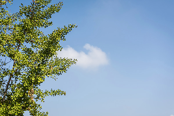 포토 JPG 주간 여행 유적지 자연 하늘 한국 풍경 사람없음 야외 관광지 가을풍경 가을 한국사 충청남도 은행나무 논산 국내포토 자연요소 나무 계절 아시아 고건축 역사 생태계 충청도 파일형식 가을_계절