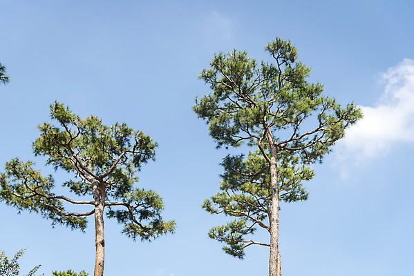 포토 JPG 주간 여행 유적지 자연 하늘 한국 풍경 사람없음 야외 관광지 가을풍경 가을 소나무 한국사 충청남도 논산 국내포토 자연요소 나무 계절 아시아 고건축 역사 생태계 충청도 파일형식 가을_계절