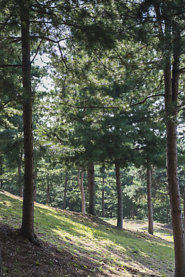 포토 JPG 주간 한국전통 여행 고건축 유적지 자연 풍경 사람없음 야외 관광지 문화재 가을 무덤 한국사 충청남도 논산 계백장군유적전승지 국내포토 자연요소 전통 건축물 계절 한국 역사 생태계 충청도 파일형식